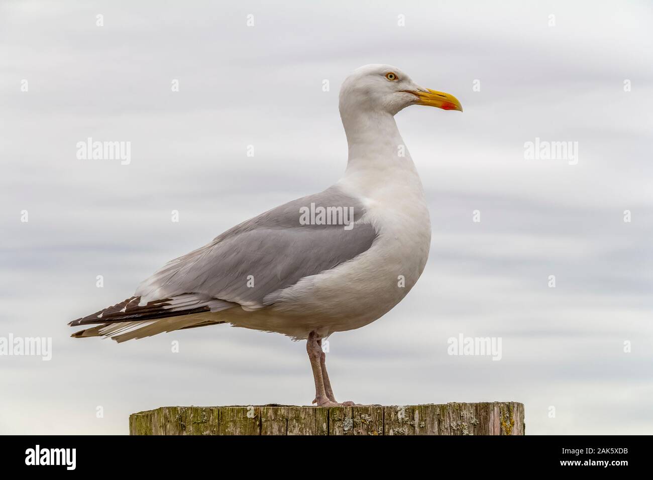 Lateralmente il colpo di un gabbiano di appoggio sul palo di legno Foto Stock