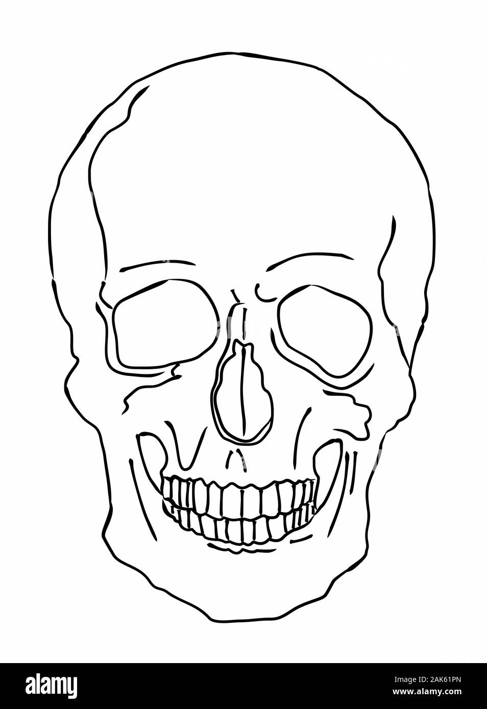 Illustrazione di un cranio Illustrazione Vettoriale
