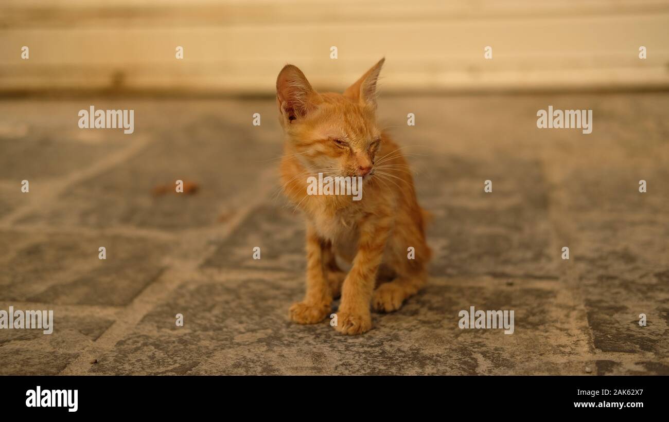 Un cieco gattino su una strada greca Foto Stock