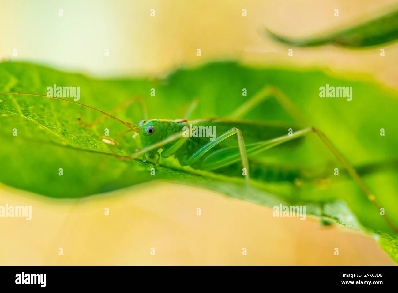 Rovere meridionale bush cricket (Meconema meridionale) sulla foglia, maschio, Baviera, Germania Foto Stock