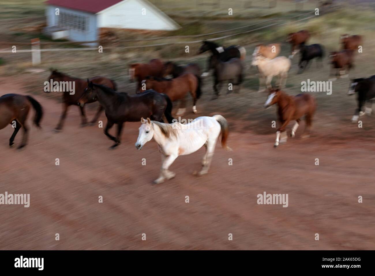 WY04118-00....WYOMING - Cavalli sulla Willow Creek Ranch in esecuzione per il corral. Foto Stock