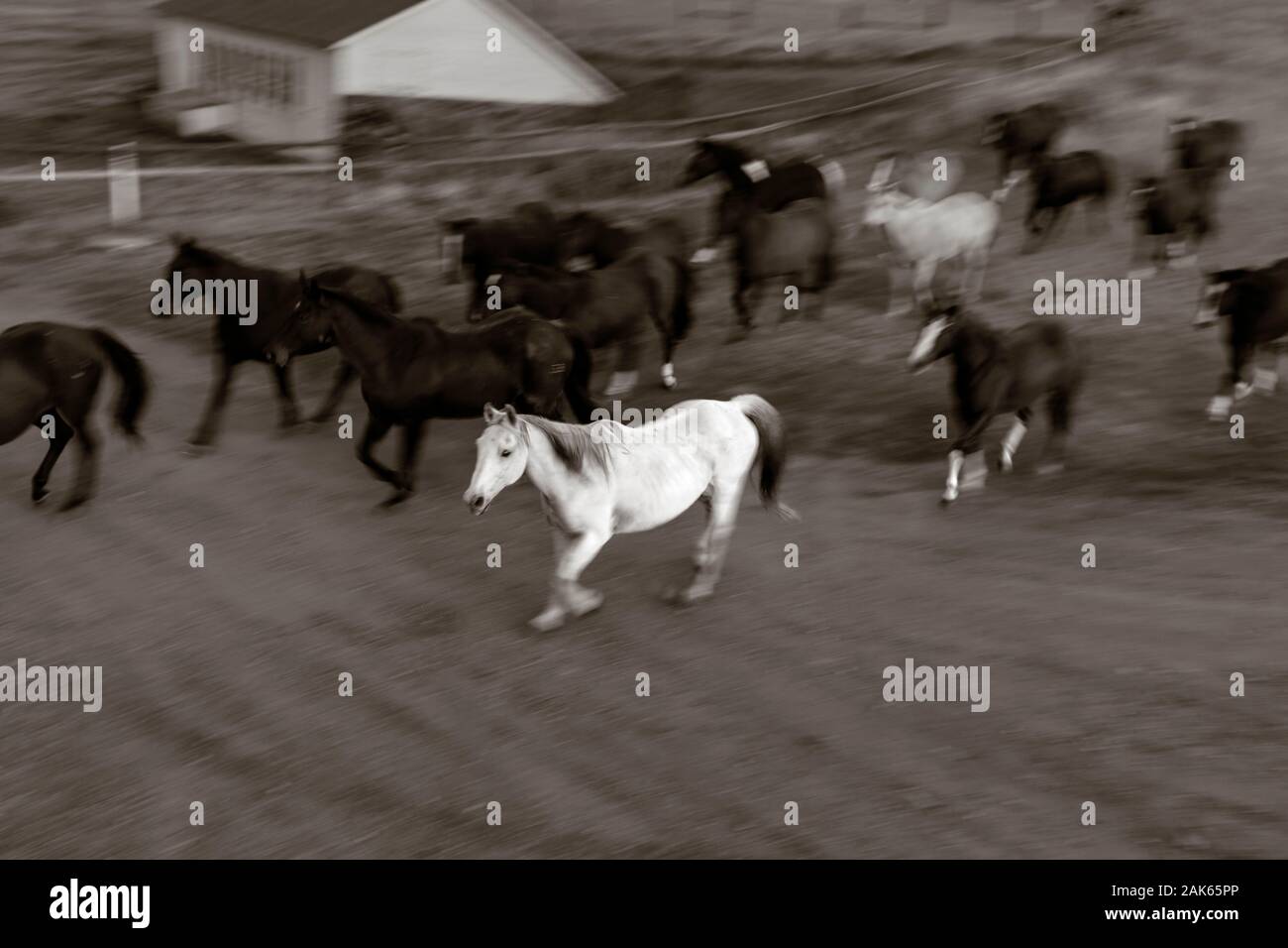 WY04118-00-BW....WYOMING - Cavalli sulla Willow Creek Ranch in esecuzione per il corral. Foto Stock