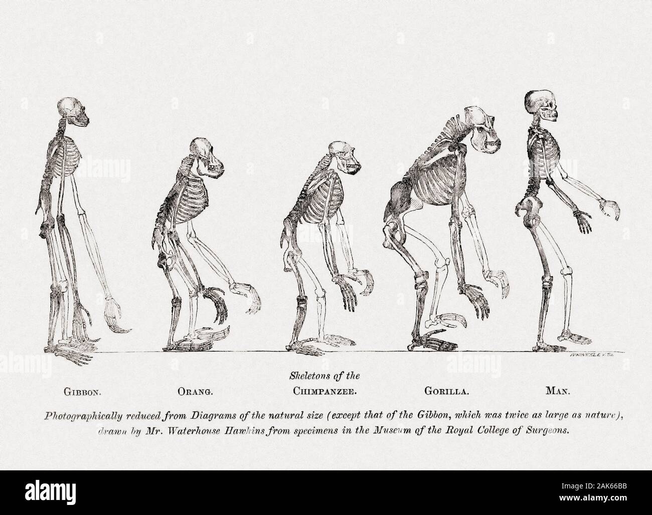 Dimensioni comparative di scheletri di gibbone, oranghi, scimpanzé, gorilla e uomo. Dal libro di prove per quanto riguarda la posizione dell'uomo nella natura, da Thomas Henry Huxley, pubblicata a Londra 1863. Foto Stock