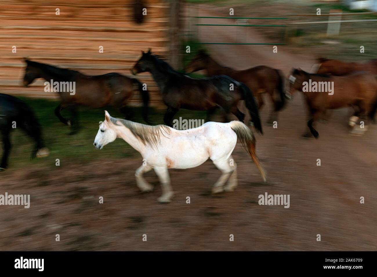 WY04119-00...WYOMING - Cavalli in esecuzione per il Corral del Willow Creek Ranch. Foto Stock
