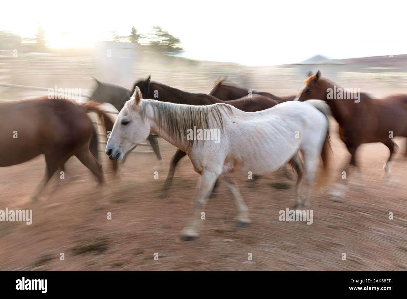 WY04120-00...WYOMING - Cavalli in Willow Creek Ranch corral. Foto Stock