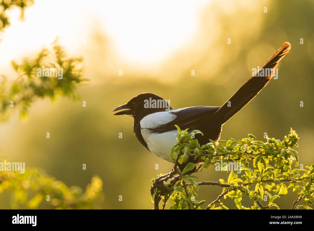Eurasian gazza o comuni o gazza Pica pica appollaiato in un albero durante un bel tramonto Foto Stock