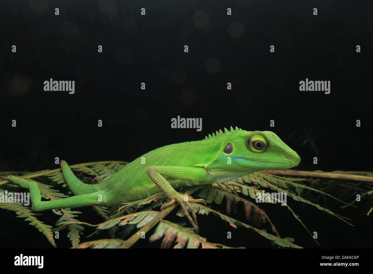 Verde lucertola crestato, Bronchocela cristatella Foto Stock