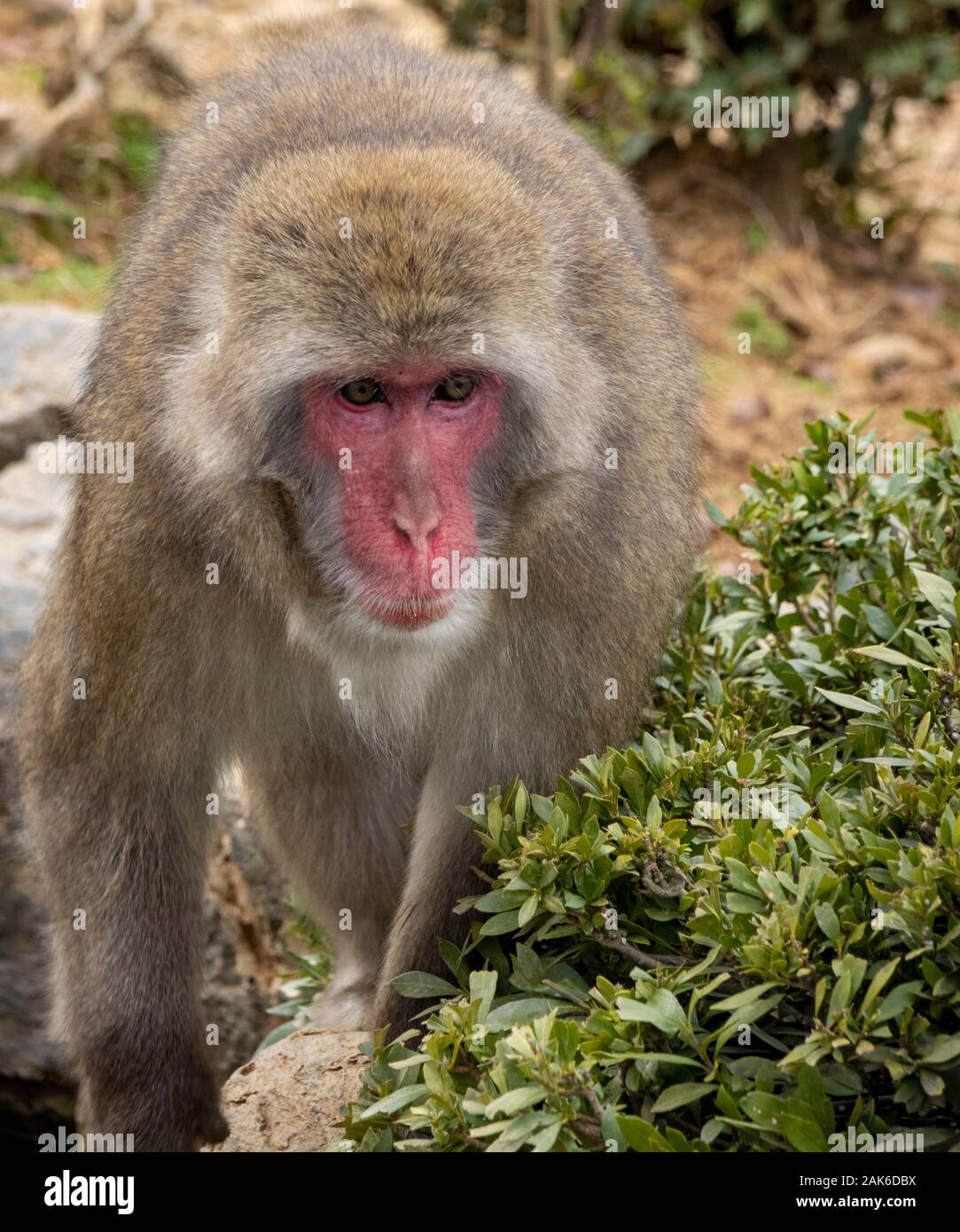 Giapponese scimmie macaco in Iwatayama Monkey Park, Arashiyama, Kyoto, Giappone Foto Stock