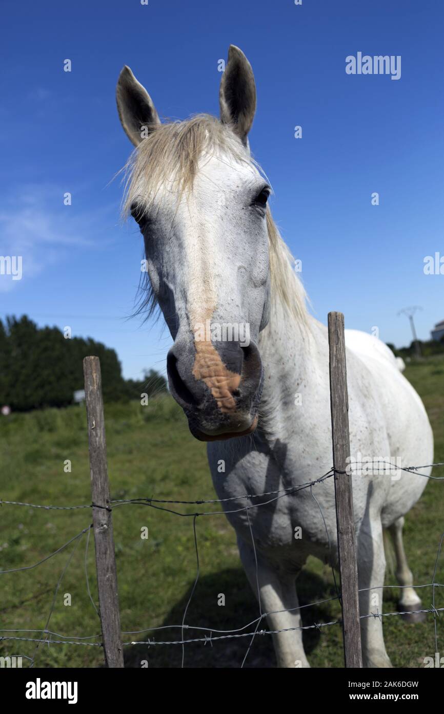 Camarque: Pferd bei Gimeaux, Provenza | Utilizzo di tutto il mondo Foto Stock