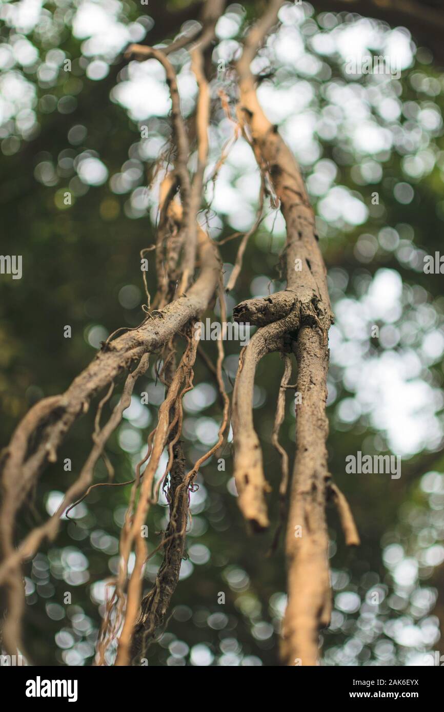 Antenna di radice di un vecchio albero di Kolkata Foto Stock