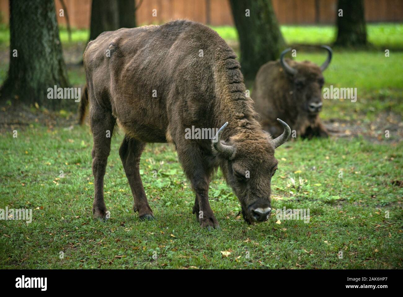 Bialowieza Nationalpark/Bialowieza: Wisentgehege, Danzica | Utilizzo di tutto il mondo Foto Stock