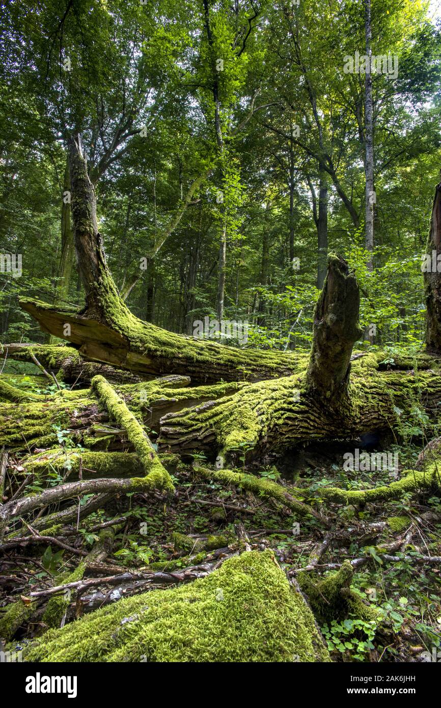 Bialowieza Nationalpark: Letzter Urwald in Europa und UNESCO Weltreservat der Biosphaere, Totholz einer jahrhundert alten Koenigseiche, Danzica | usage Foto Stock