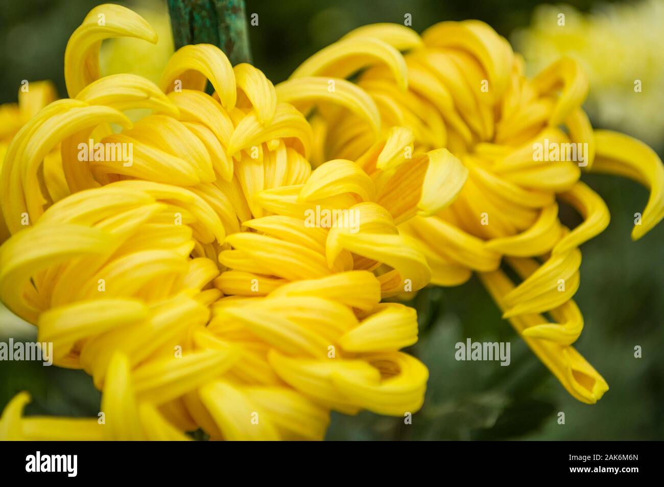 In prossimità dei bellissimi crisantemo giallo testa in un giardino. Foto Stock