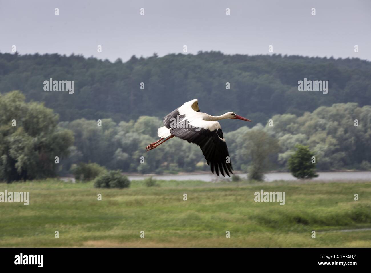 Biosphaerenreservat Niedersaechsische Elbtalaue: Weissstorch, Lueneburger Heide | Utilizzo di tutto il mondo Foto Stock