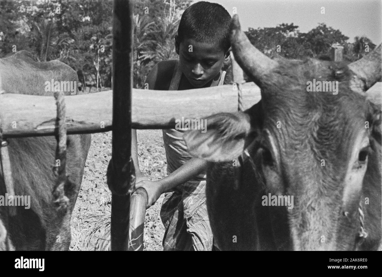 12/30/32 Uri Char boy aratura del campo di riso Foto Stock