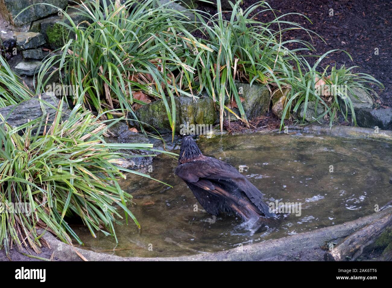 Gli animali selvatici e paesaggi allo zoo di Francoforte sul Meno Germania Foto Stock