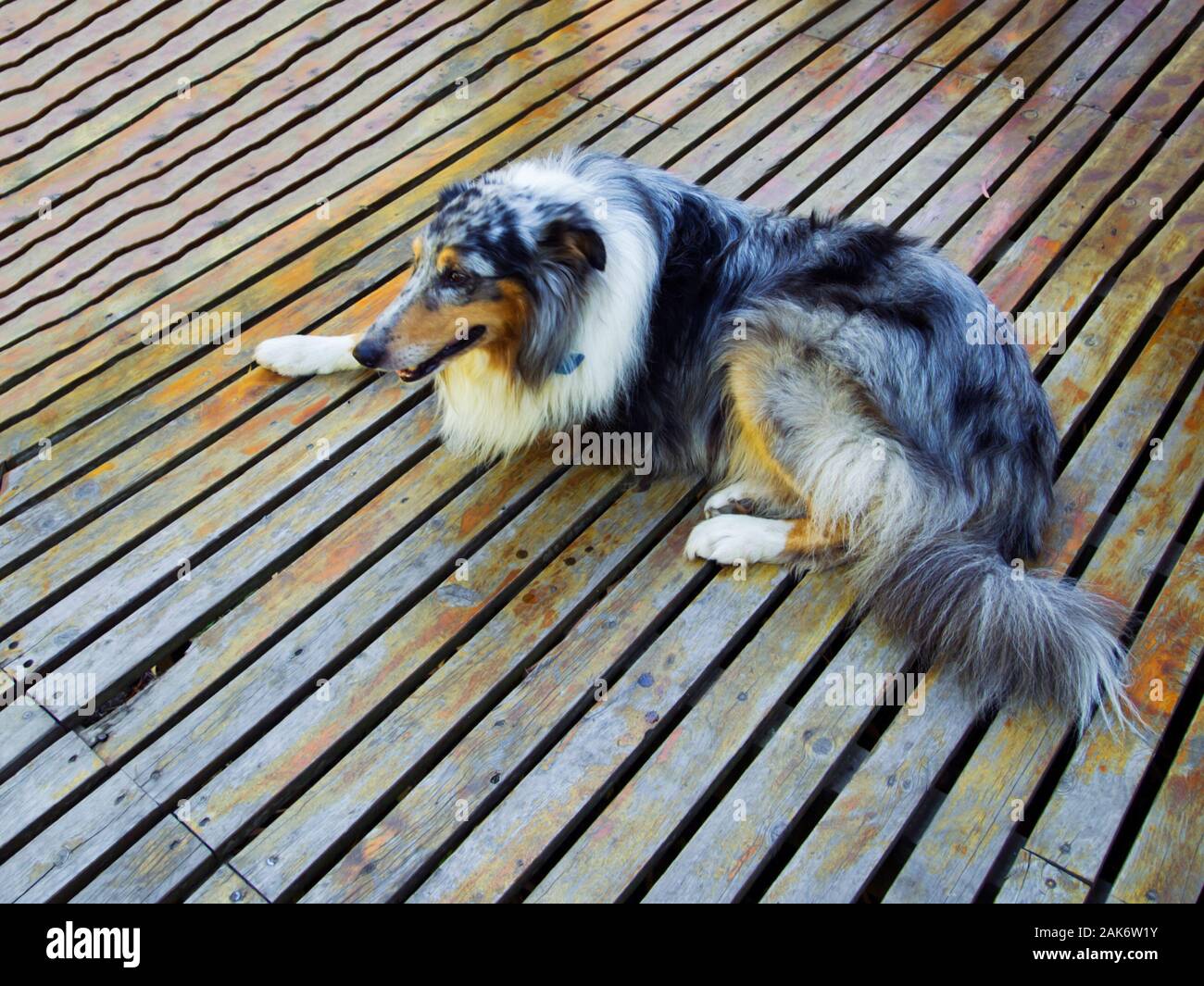 Tre gambe ruvida Collie cane posa su pavimento di legno. Concetto di Pet. Foto Stock