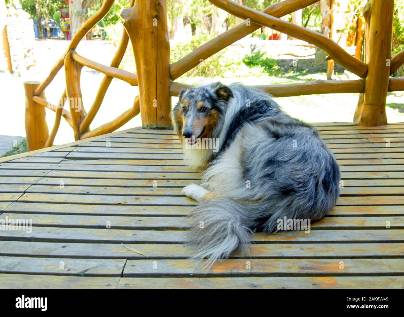 Tre gambe ruvida Collie cane posa su pavimento di legno. Concetto di Pet. Foto Stock