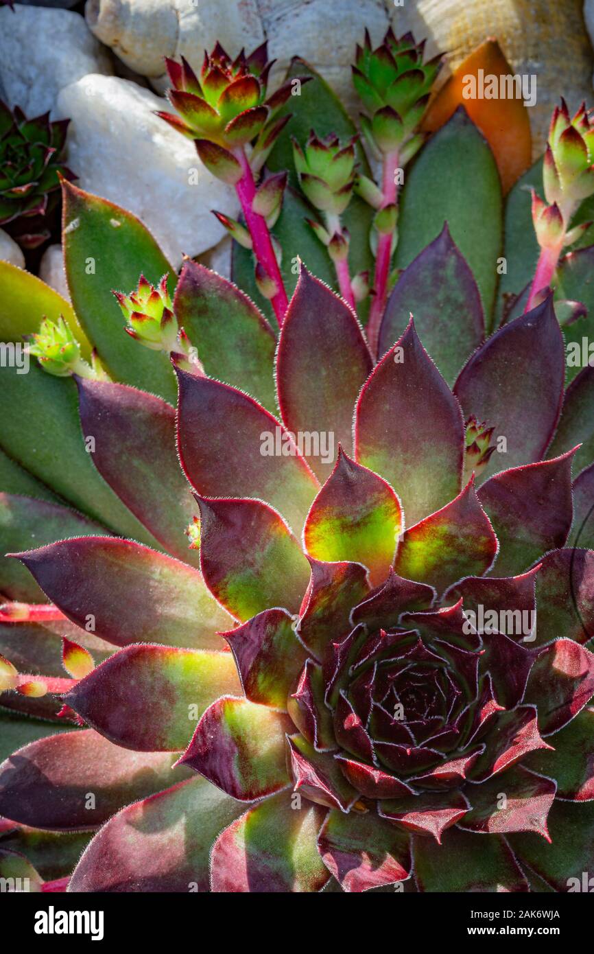 Semprevivo (Sempervivum) impianto. Foto Stock