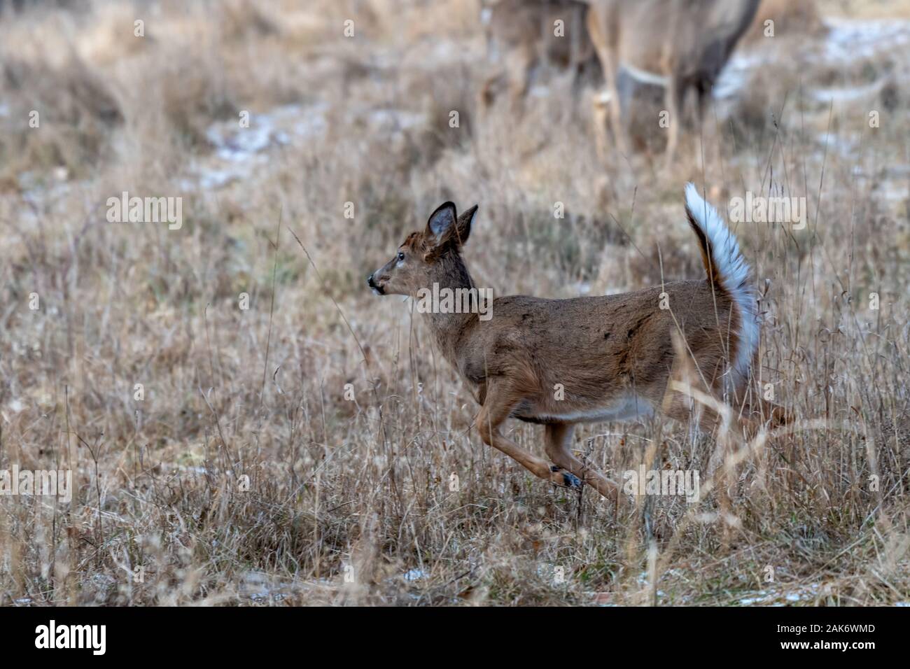 Una femmina mentre-tailed deer (Odocoileus virginianus) in esecuzione attraverso un prato in inverno. Foto Stock