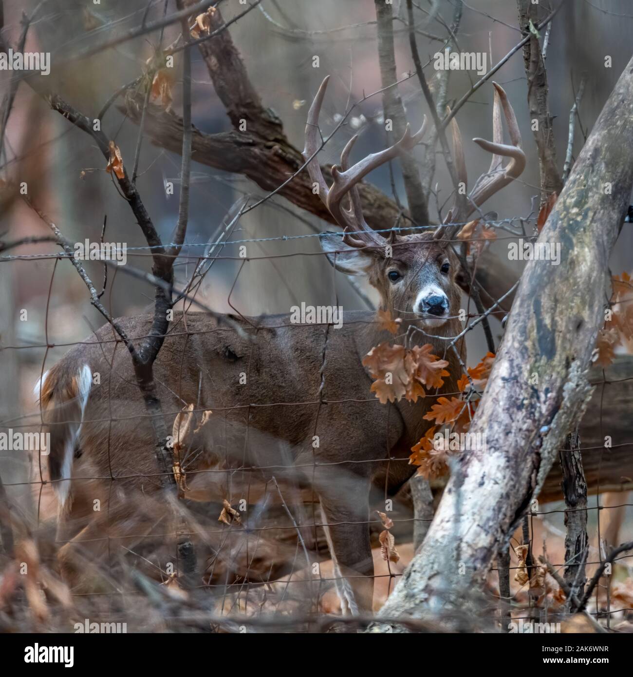 Un white-tailed deer (Odocoileus virginianus) buck con grandi corna di cervo in piedi dietro una recinzione e alberi di arancio con foglie di quercia. Foto Stock
