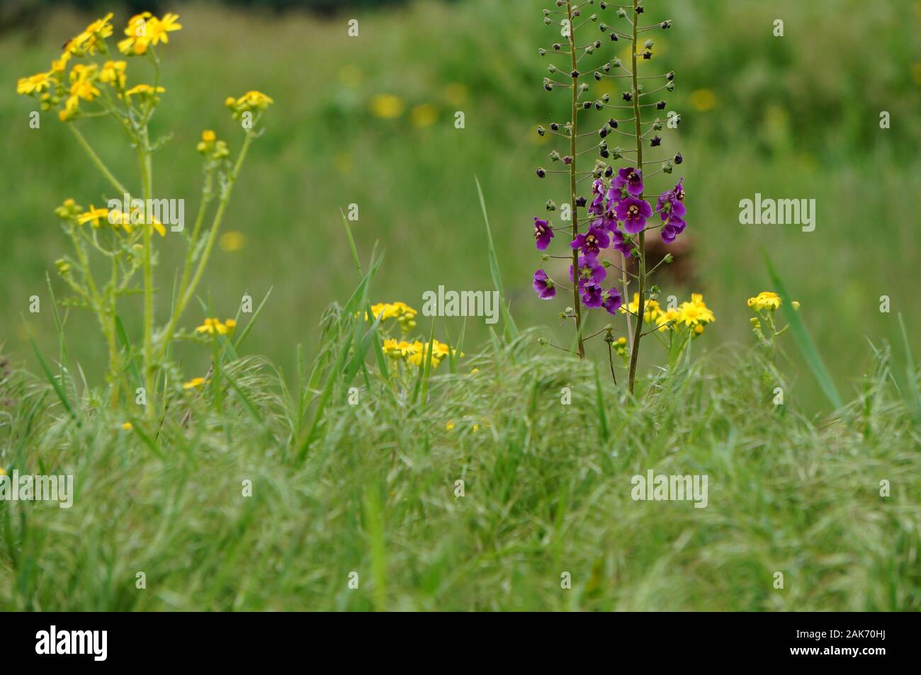 Foto di fiori selvatici in natura. Foto Stock