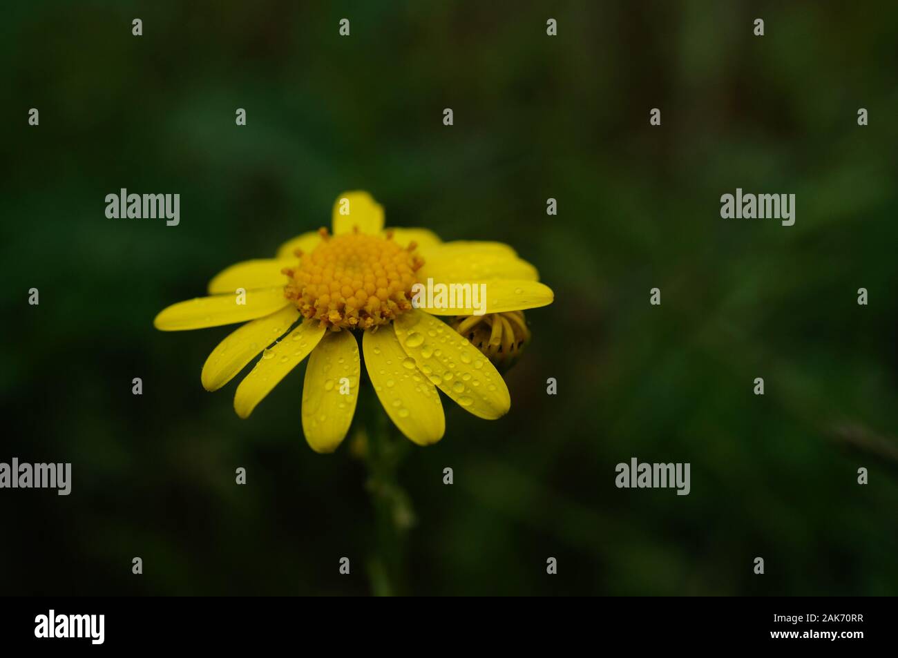 Foto di fiori selvatici in natura. Foto Stock