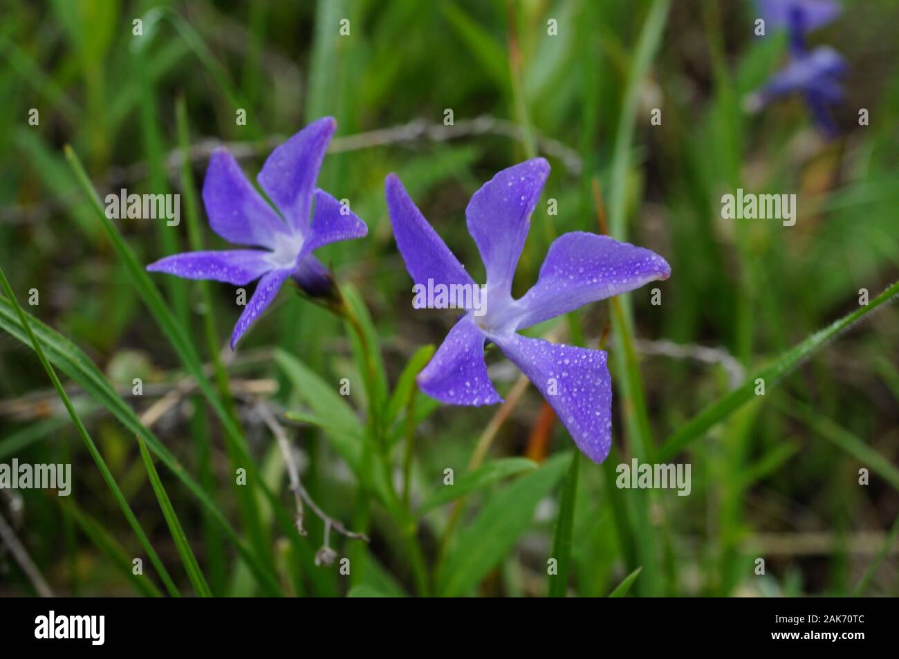 Foto di fiori selvatici in natura. Foto Stock