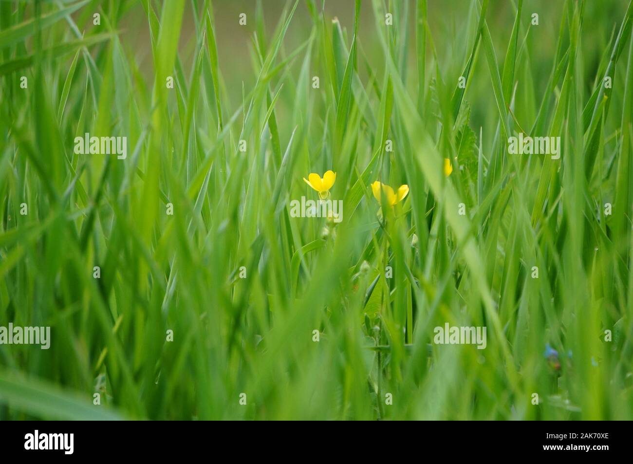 Foto di fiori selvatici in natura. Foto Stock