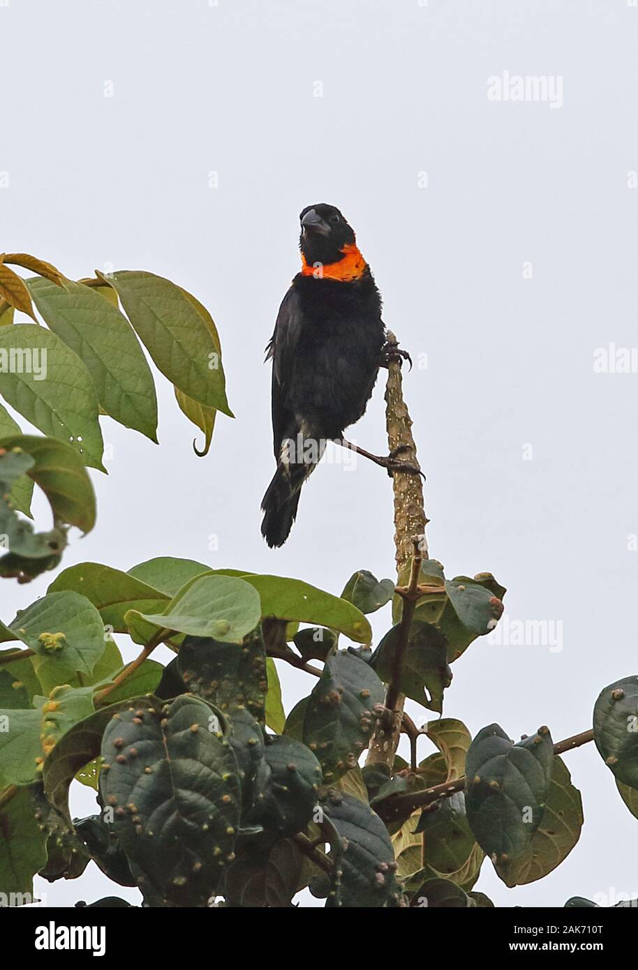 Red-headed Malimbo (Malimbus rubricollis) femmina adulta appollaiato sulla cima della struttura Bigodi Wetland Santuario, Uganda Novembre Foto Stock