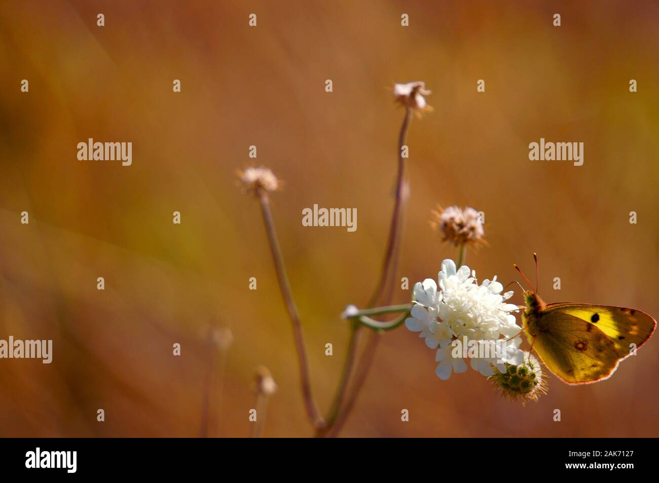 Foto di bellissime farfalle in natura. Foto Stock