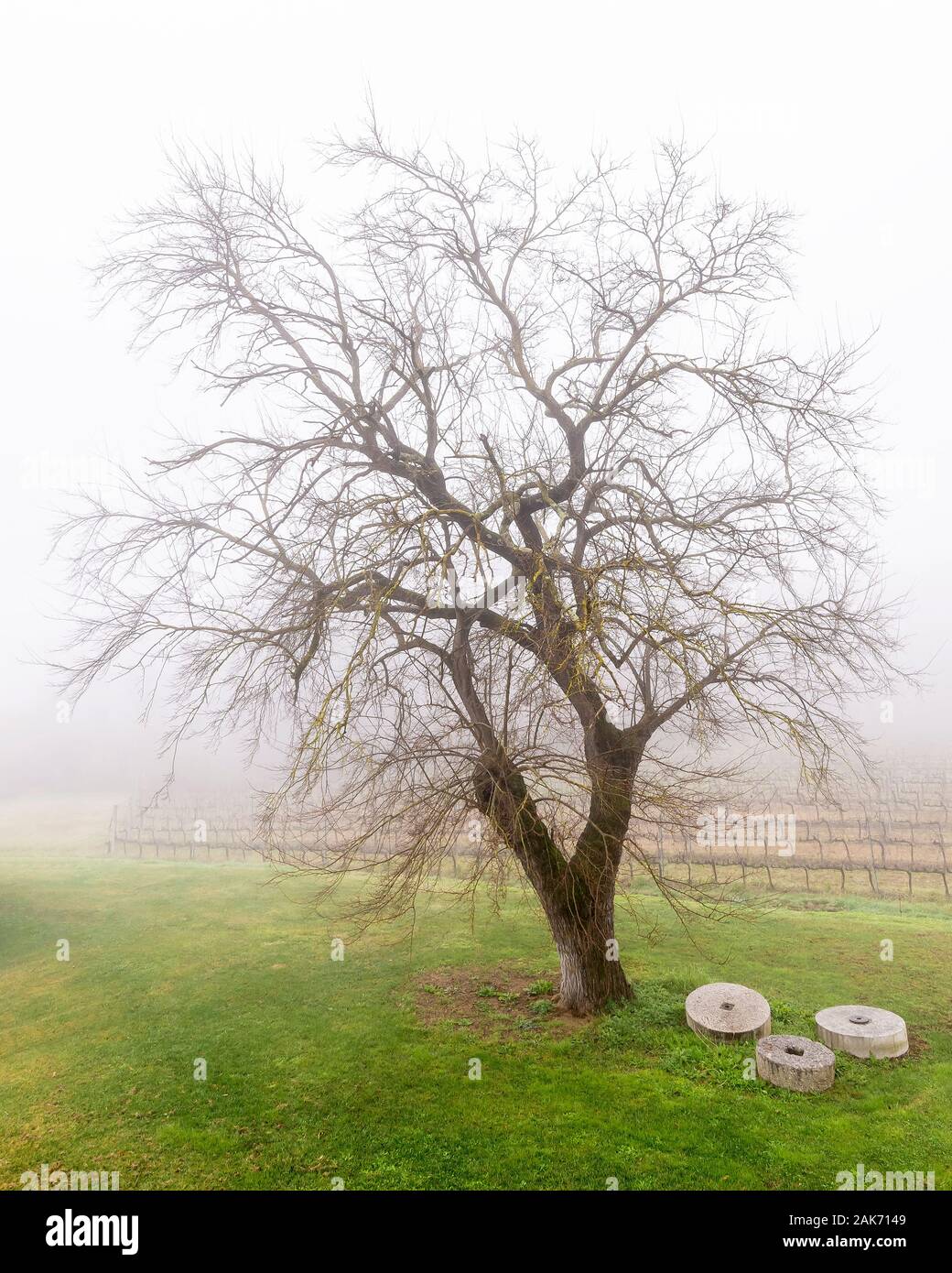 Bel vecchio gelso è avvolta nella nebbia con macine in pietra accanto ad essa e vigneto in background Foto Stock