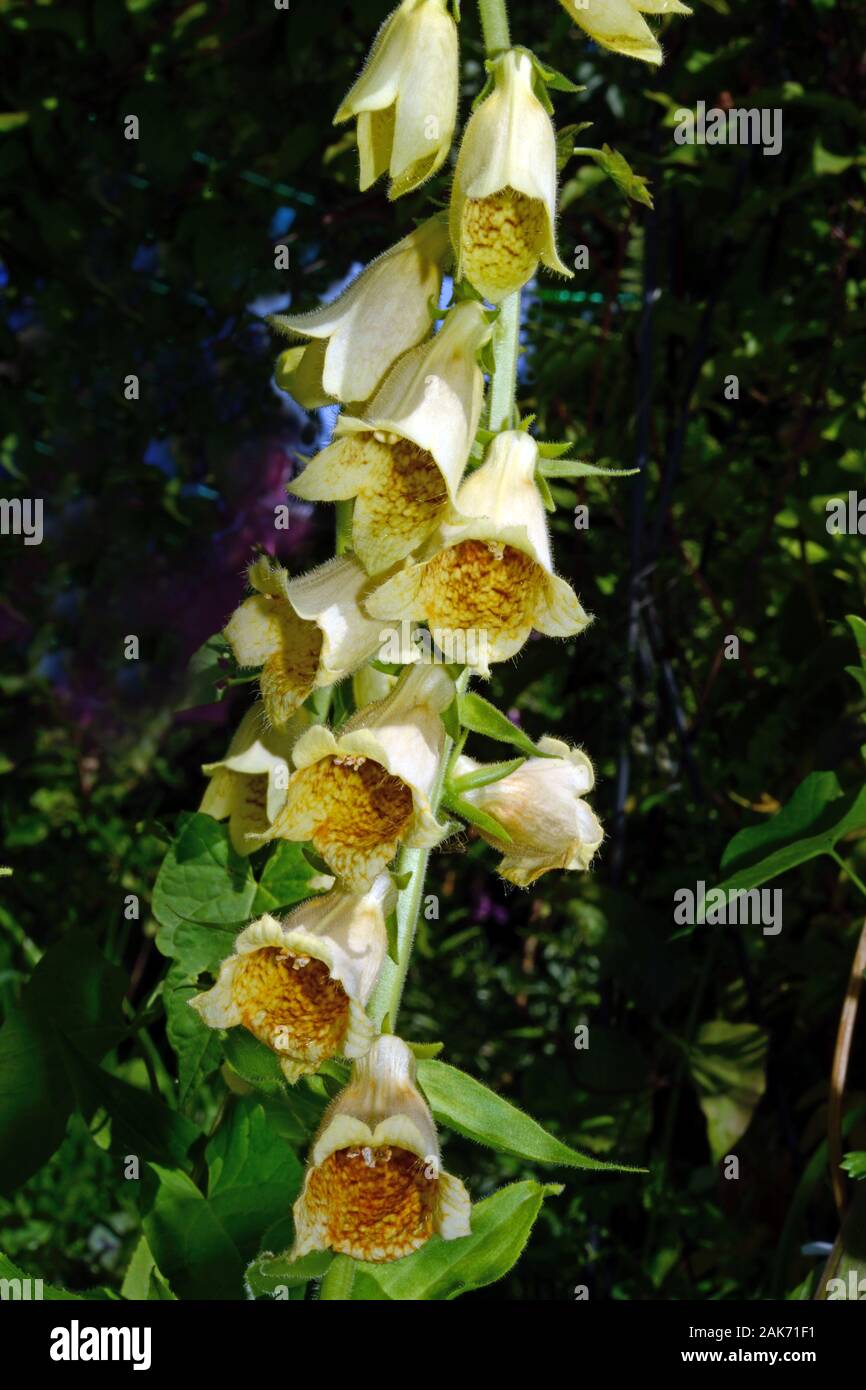 Digitalis lutea (small yellow foxglove) è nativo di Europa e Africa che si verificano in boschi e foreste corse. Foto Stock