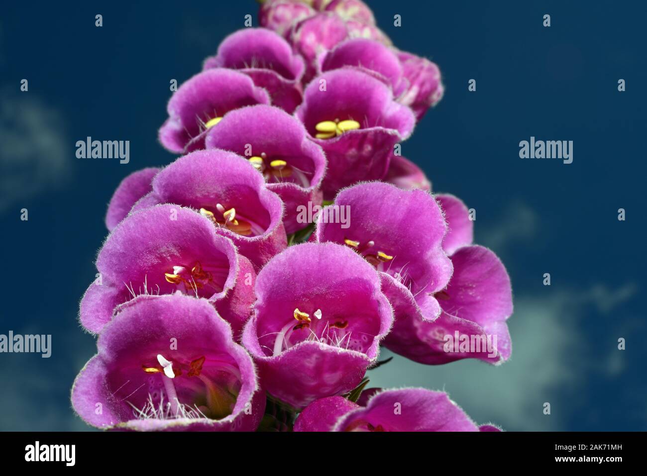 Digitalis purpurea (foxglove) è molto diffusa in tutta la maggior parte dell'Europa temperata dove può essere trovato in acido praterie e brughiera. Foto Stock