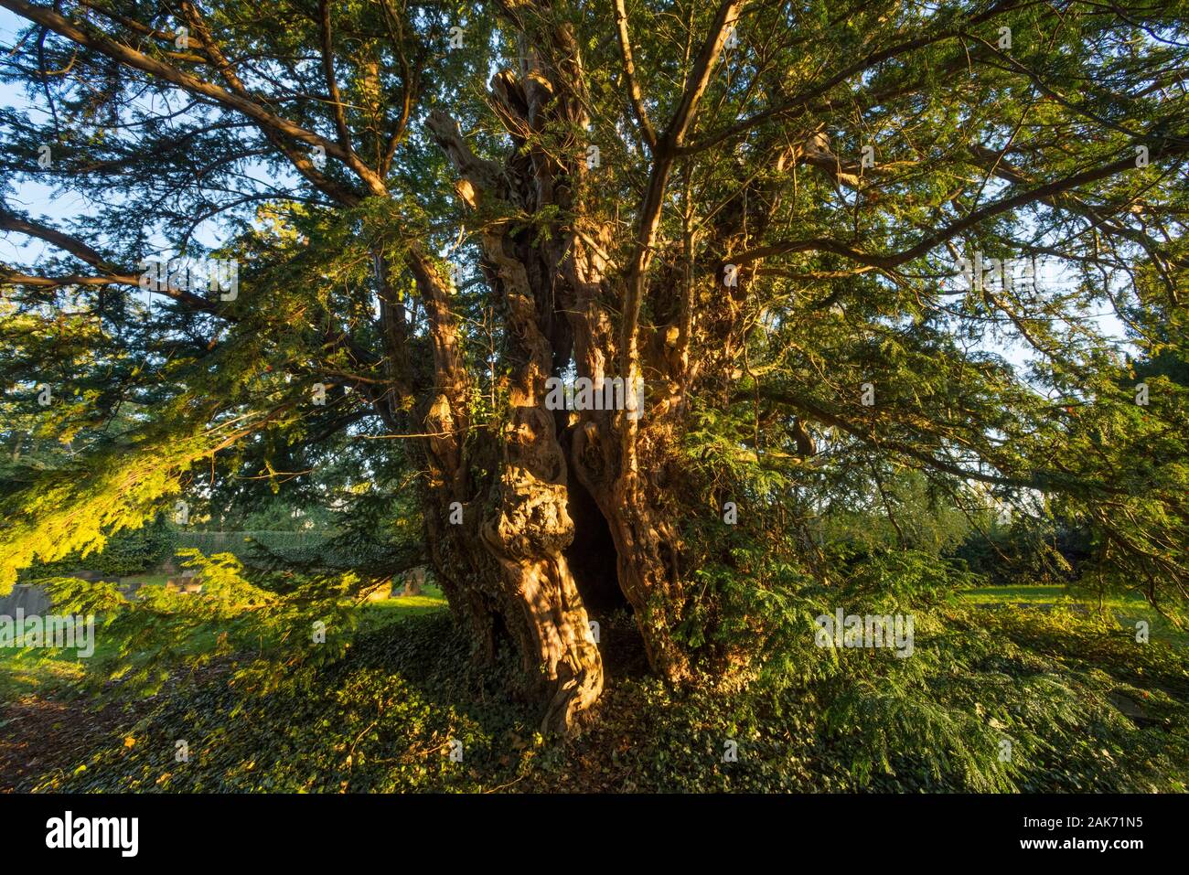 L'antico albero di Yew a Uppington, Shropshire. Foto Stock