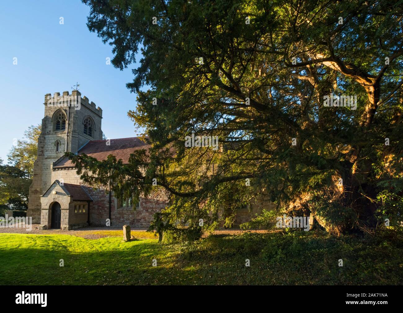 L'antico albero di Yew e la chiesa della Santa Trinità a Uppington, Shropshire. Foto Stock