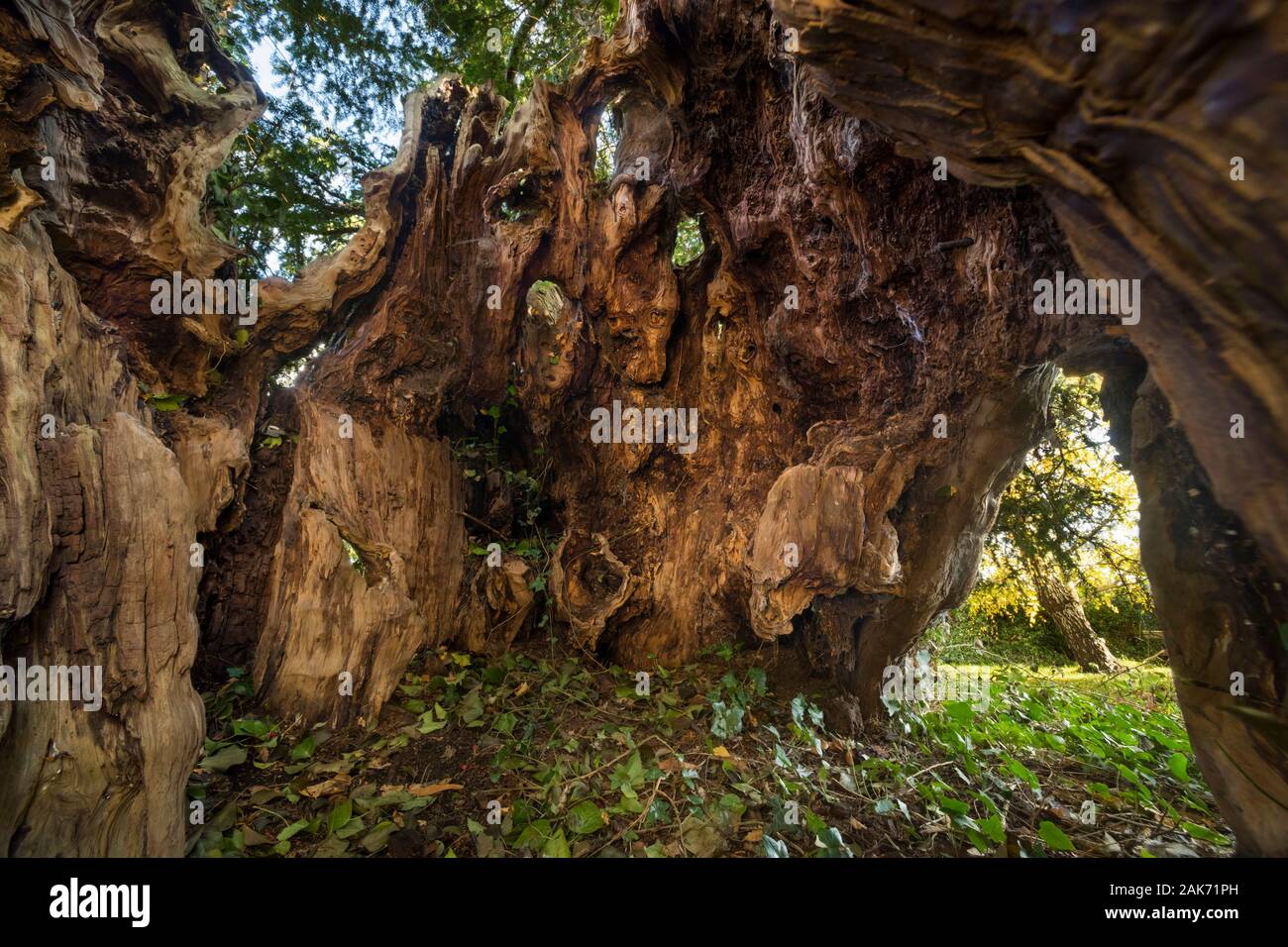 All'interno dell'antico albero di Yew a Uppington, Shropshire. Foto Stock