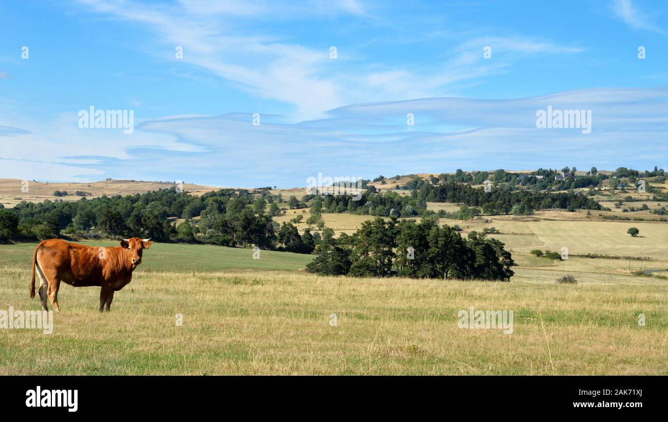 Paesaggio di campagna con una Limousine mucca in un prato in natura Foto Stock