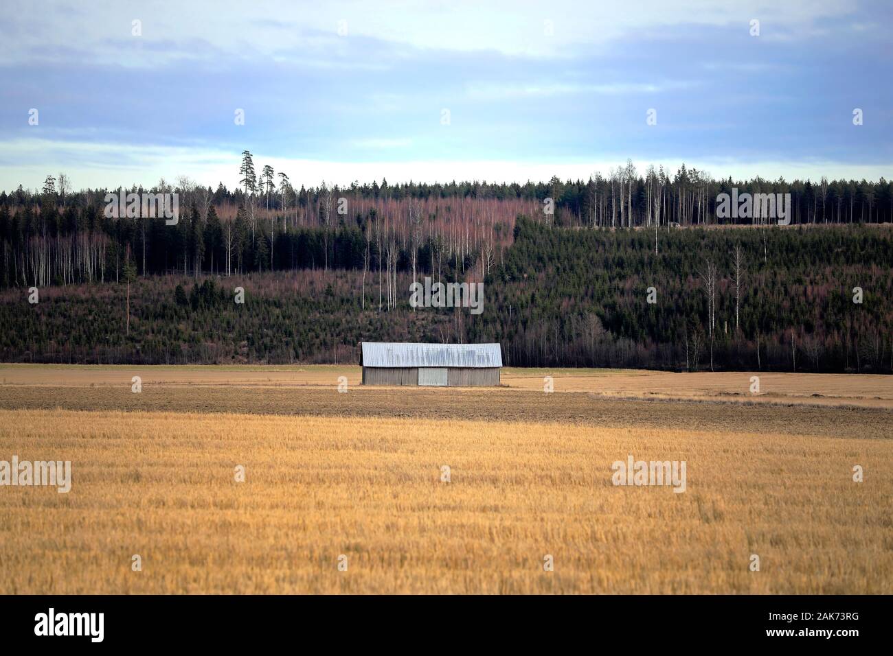 Paesaggio rurale con lonely granaio in legno nel mezzo del campo su un nuvoloso giorno d'inverno. Salo, Finlandia. Foto Stock