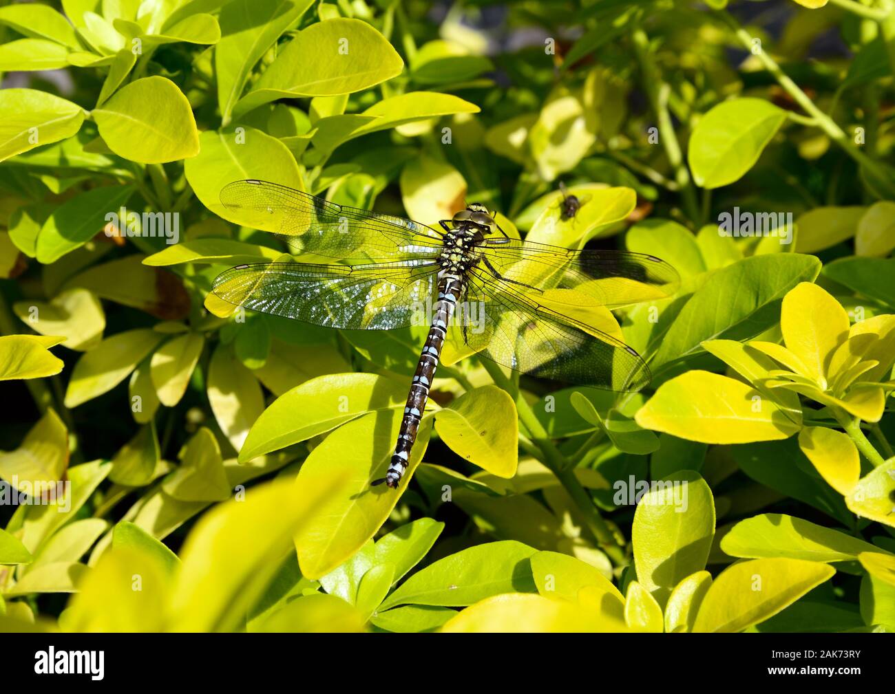 Grandi Dragonfly poggiante su una boccola gialla n un giardino inglese in estate Foto Stock
