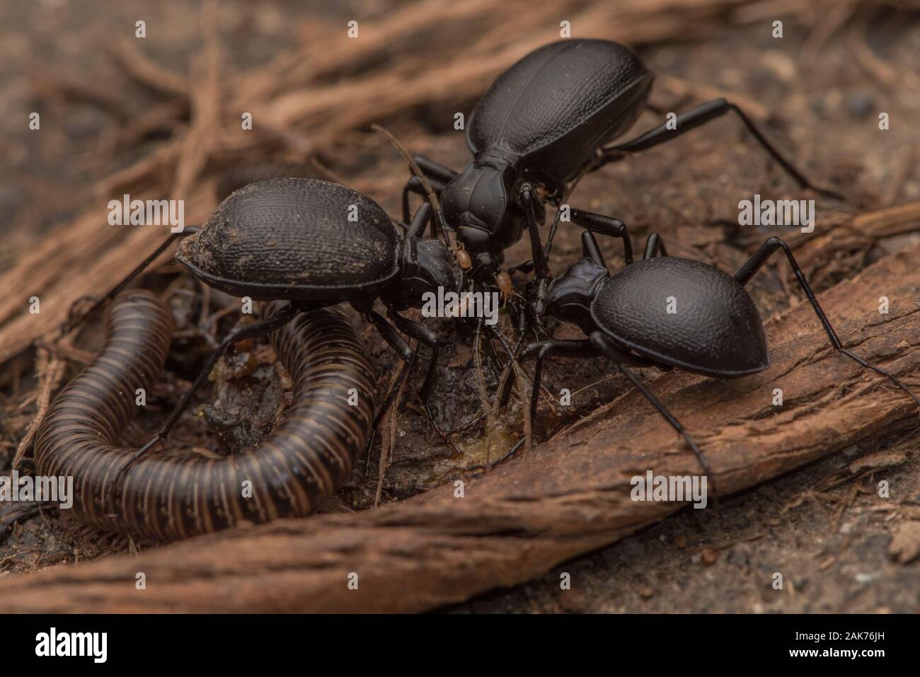 Gruppo di lumaca mangiare coleotteri (Scaphinotus) alimentazione insieme con un millepiedi e acari che sono accorsi oltre i coleotteri. Una specie endemica di CA. Foto Stock