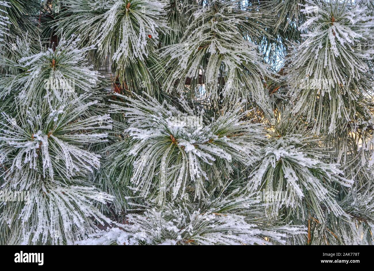 Inverno naturale foresta di conifere sfondo. La texture di verde pino btanches con soffici brina coperto vicino. Dettaglio della bella stagione invernale wo Foto Stock