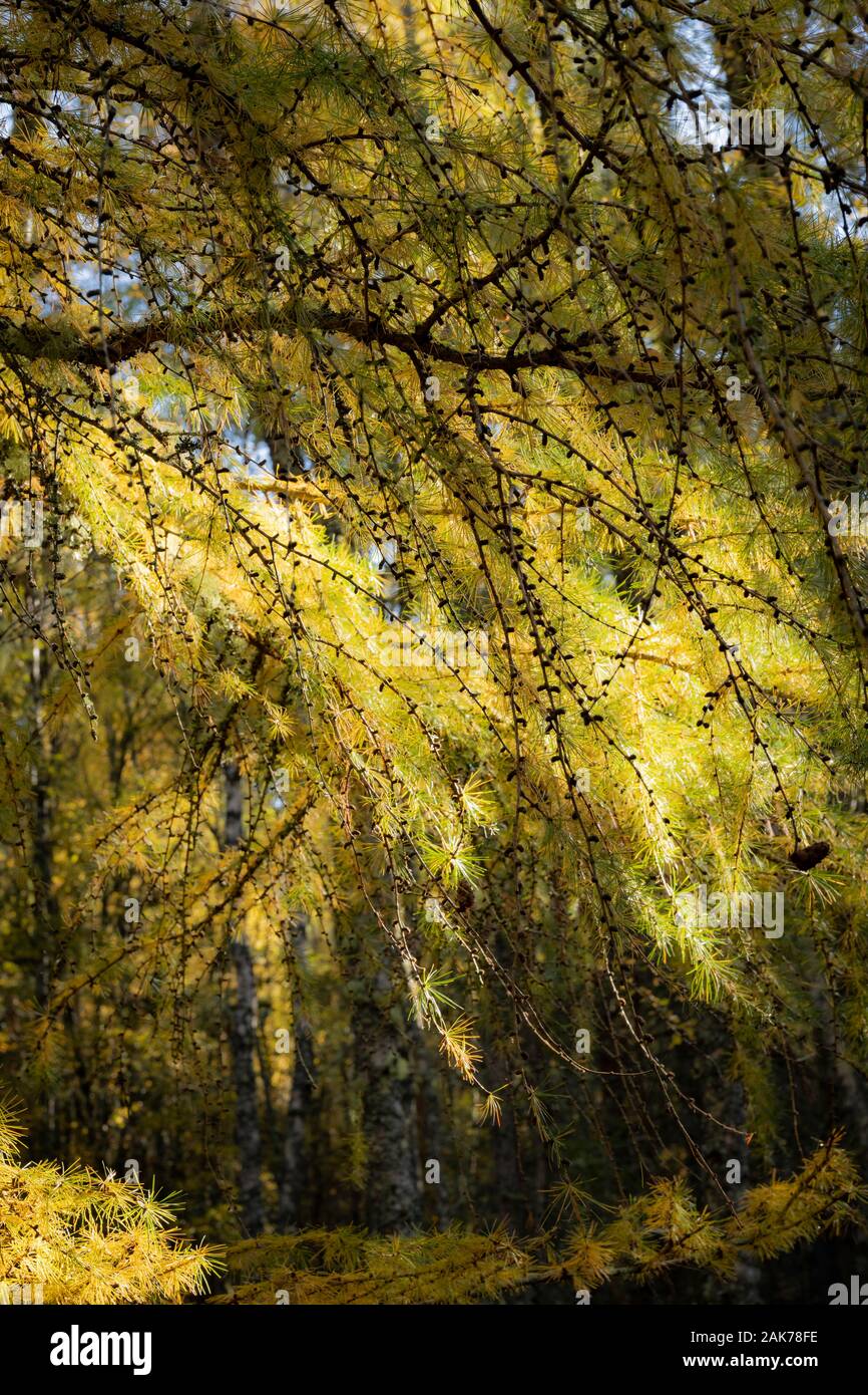 Autunno in larice Abernethy nella riserva naturale del Parco Nazionale di Cairngorms della Scozia. Foto Stock