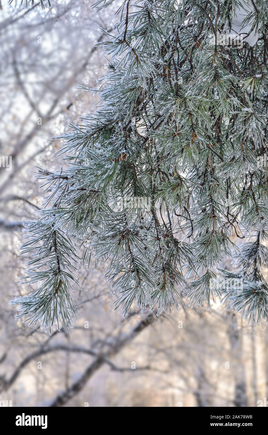 Il bianco della neve e la brina su alberi di pino rami vicino fino sulla soleggiata sfocata inverno sfondo di foresta. Verde di aghi di conifere con rime coperti Foto Stock