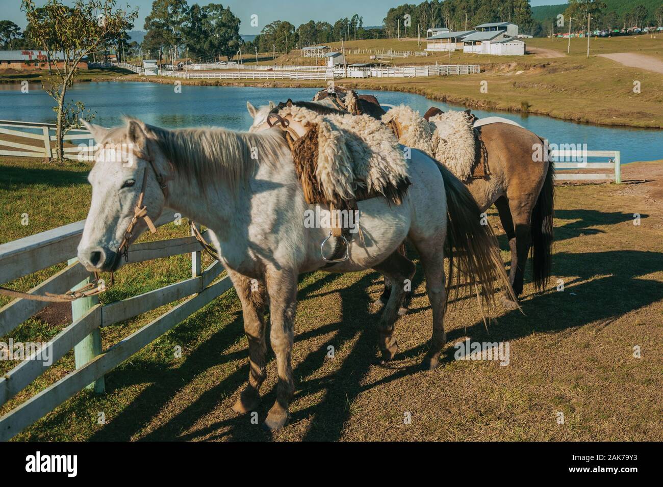 Cavalli legati sulla staccionata in legno con tipiche sella su un ranch vicino a Cambara do Sul. Una città con una naturale Attrazioni turistiche nel sud del Brasile. Foto Stock