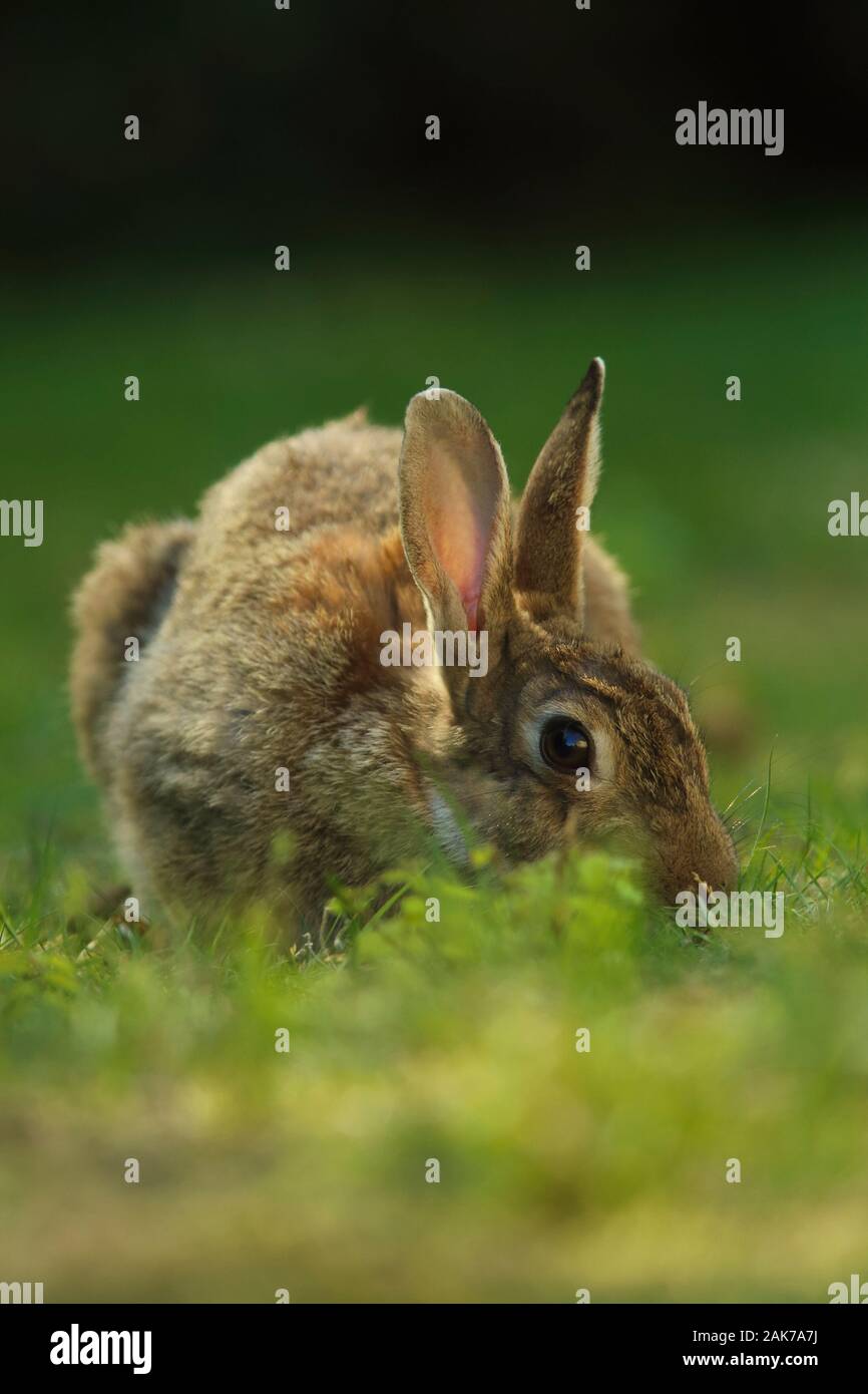 Coniglio selvatico annusando ed esplorare l'erba Foto Stock