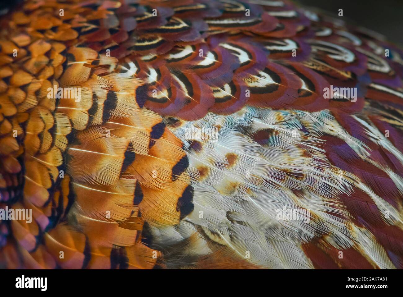 Piume di un fagiano maschio upclose con colori vivaci e tonalità in grassetto Foto Stock