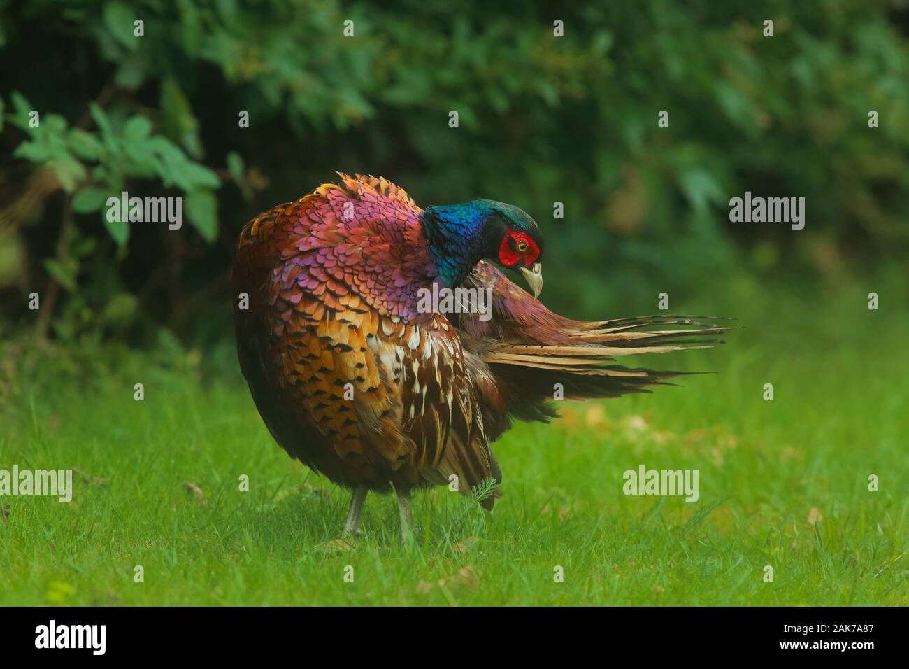 Fagiano maschio toelettatura del suo piumaggio con colori vivaci e tonalità in grassetto Foto Stock