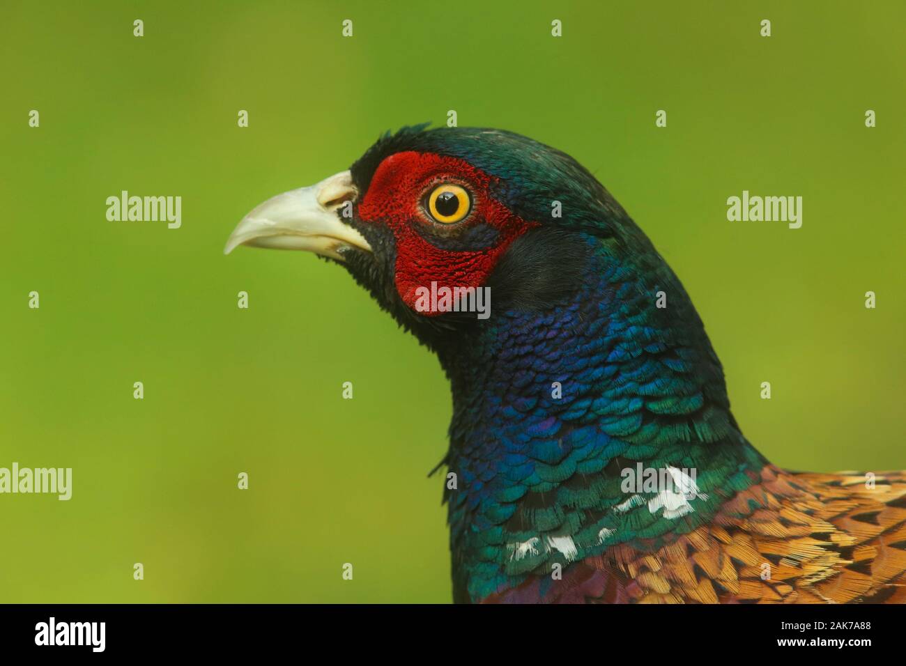 Ritratto di fagiano maschio con colori vivaci e tonalità in grassetto Foto Stock