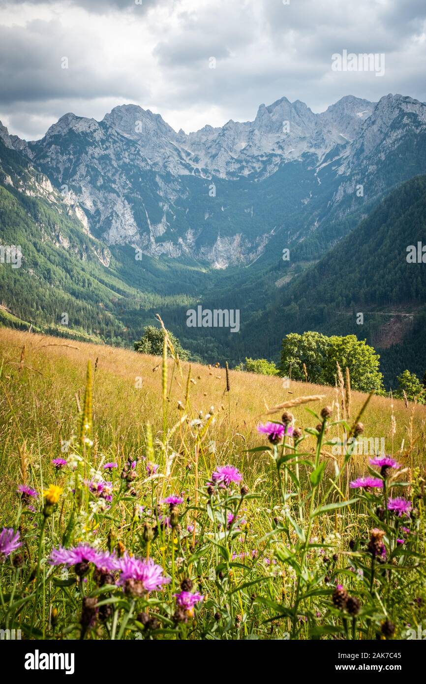 Vista da Pavlič Pass, Paulitsch sella con viola fiori viola per la gamma della montagna Kamnik-Savinja Alpi in Slovenia, Europa Foto Stock